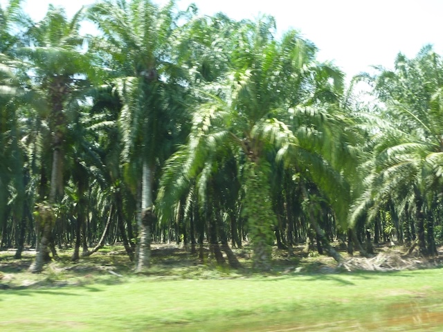 Elaeis guineensis